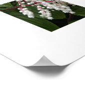 Poster Faux fleurs de phoques de Salomon (Coin)