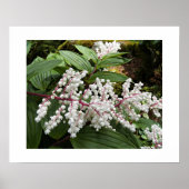 Poster Faux fleurs de phoques de Salomon (Devant)