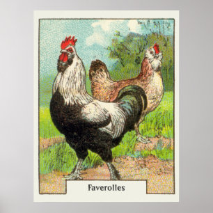 Poster Faverolles vintages Poulet
