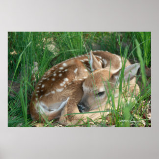 Poster Fawn 2009