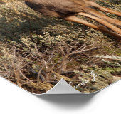 Poster Fawn in the Wild Canvas Print (Coin)