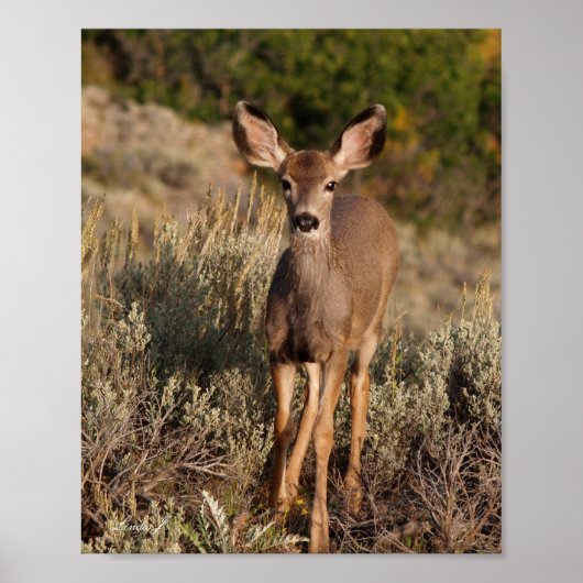 Poster Fawn in the Wild Canvas Print (Devant)