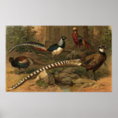 Poster fazanten (Voorkant)
