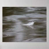 Poster feather on the water (Devant)
