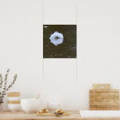 Poster Feather on the water (Cuisine)