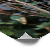 Poster Featherdale Wildlife Park, Koala Bears (Coin)