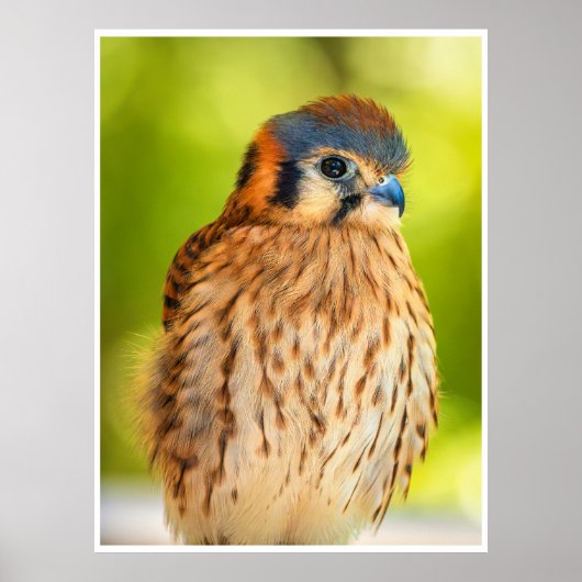 Poster Feathered Ember: The Watchful Kestrel (Devant)