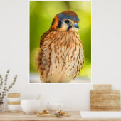 Poster Feathered Ember: The Watchful Kestrel (Cuisine)