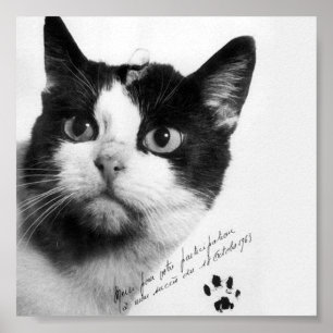Poster Félicette : Le premier chat dans l'espace