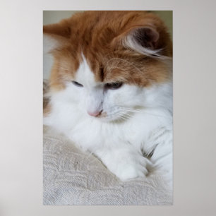 Poster (Feline Fancy) Contemplation Kitty : Photo Cat