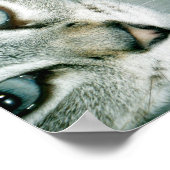 Poster Feline Friends 001 (Coin)