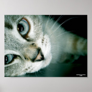 Poster Feline Friends 001