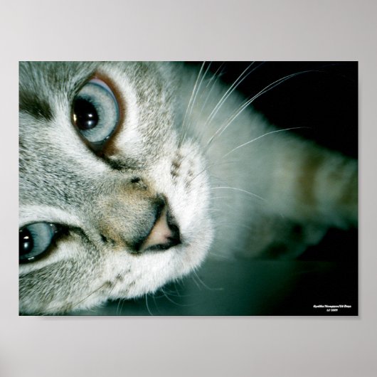 Poster Feline Friends 001 (Devant)