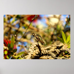 Poster Female Anna's Hummingbird, Californie, 36x24 Photo