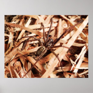Poster Female hobo spider