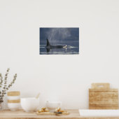 Poster femelle adulte Orca Whale Orcinus Orca), Puget (Cuisine)
