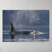 Poster femelle adulte Orca Whale Orcinus Orca), Puget (Devant)