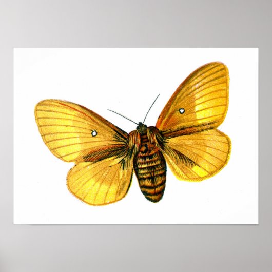 Poster femelle de Bombyx quercus (Devant)