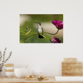 Poster Femelle de colibri à gorge rubis (Cuisine)