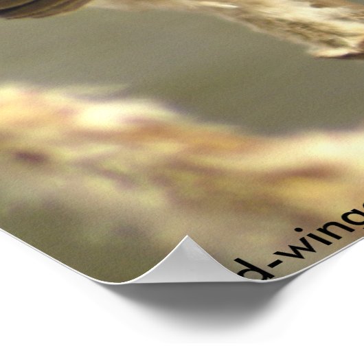 Poster femelle de l'oiseau-noir à ailes rouges (Coin)