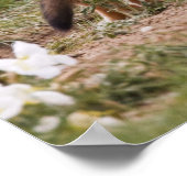 Poster Femelle du renard véloce (Vulpes velox) jeune à (Coin)