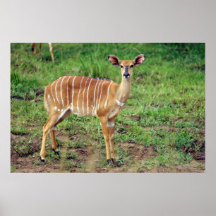 Poster Femelle nyala, réserve de chasse Hluhluwe-Umfolozi