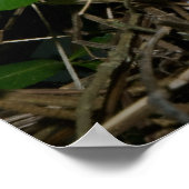 Poster Femme Cardinal Nourrir Bébés (Coin)