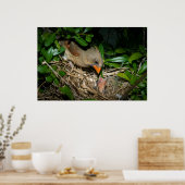 Poster Femme Cardinal Nourrir Bébés (Cuisine)