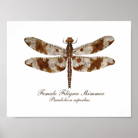 Poster Femme de luge (Devant)