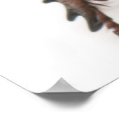 Poster Femme de Polyphylla fullo beetle (Coin)