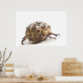 Poster Femme de Polyphylla fullo beetle (Cuisine)