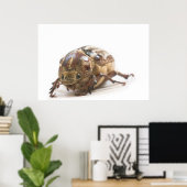 Poster Femme de Polyphylla fullo beetle (Bureau à domicile)