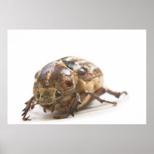 Poster Femme de Polyphylla fullo beetle