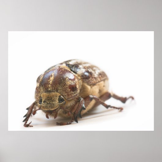 Poster Femme de Polyphylla fullo beetle (Devant)