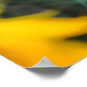 Poster Femme debout sur le terrain de tournesol (Coin)