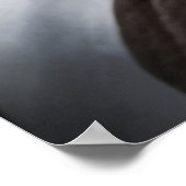 Poster Femme islandaise à cheval blanc Photo (Coin)