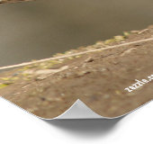 Poster Femme Mallard Duck (Coin)