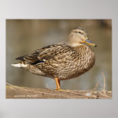 Poster Femme Mallard Duck (Devant)