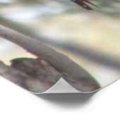 Poster Femme Northern Flicker Pic (Coin)