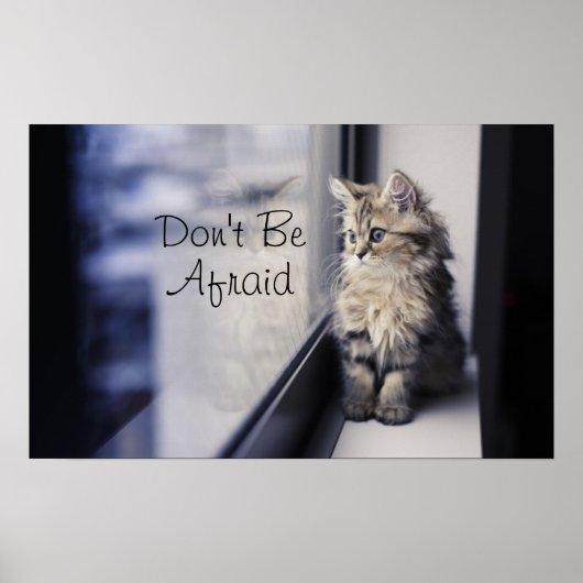 Poster Fenêtre Kitten regardant vers l'extérieur (Devant)