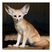 Poster Fennec Fox (Devant)