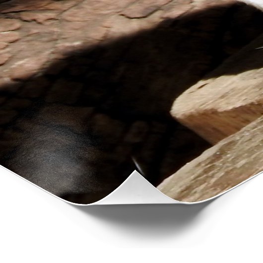 Poster Fennec Fox (Coin)