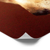 Poster Fennec Fox (Coin)