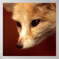 Fennec Fox
