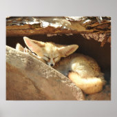 Poster Fennec Fox (Devant)