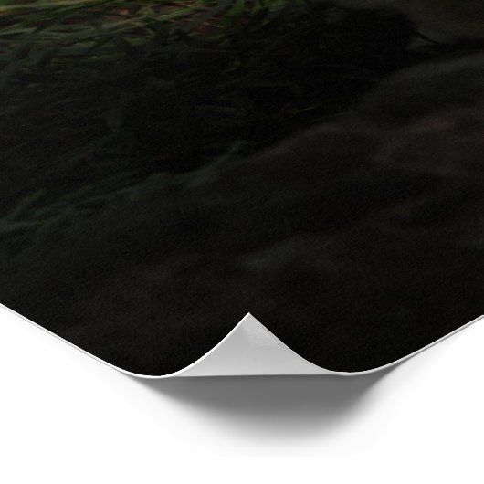 Poster Fennec Fox (Coin)