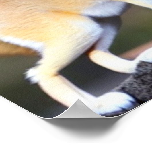 Poster Fennec Fox 1 (Coin)