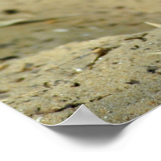 Poster Fennec renx (Coin)