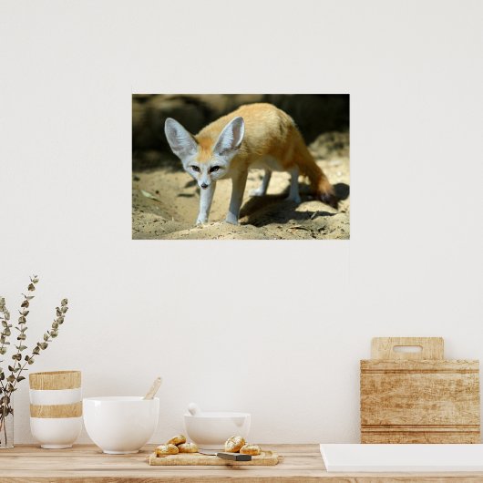 Poster Fennec renx (Cuisine)