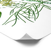 Poster Fennel Herb Botanique Illustration Décor Cuisine (Coin)